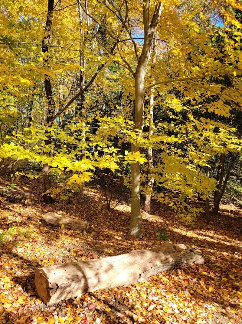 Wooded Trails for a Different Kind of Walk