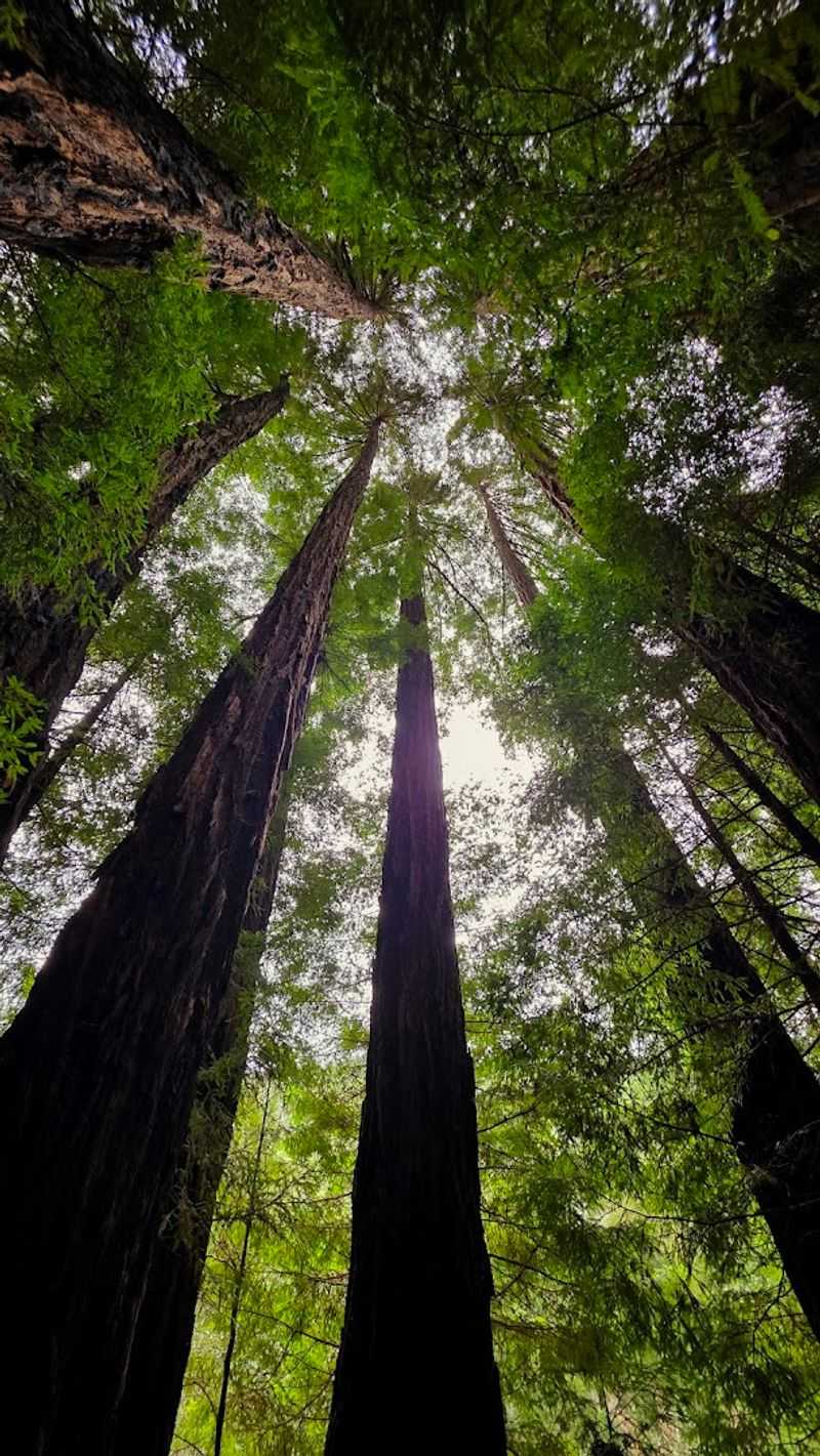 Pfeiffer Big Sur State Park, California