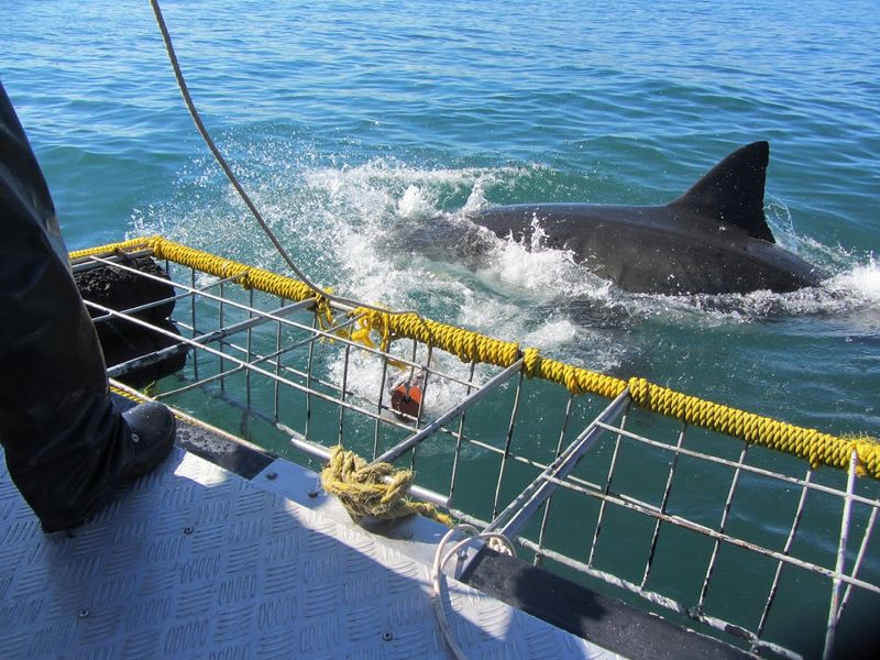 Gansbaai, Western Cape, South Africa