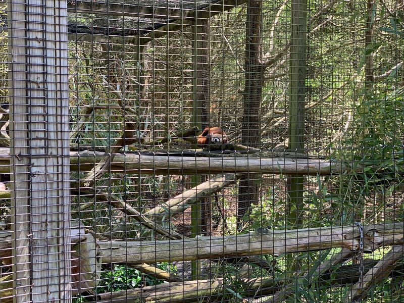 The Red Panda Habitat
