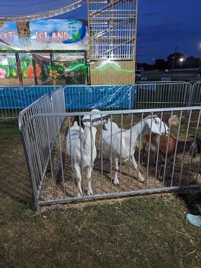 The Animal Barns Are the Heart of the Fair