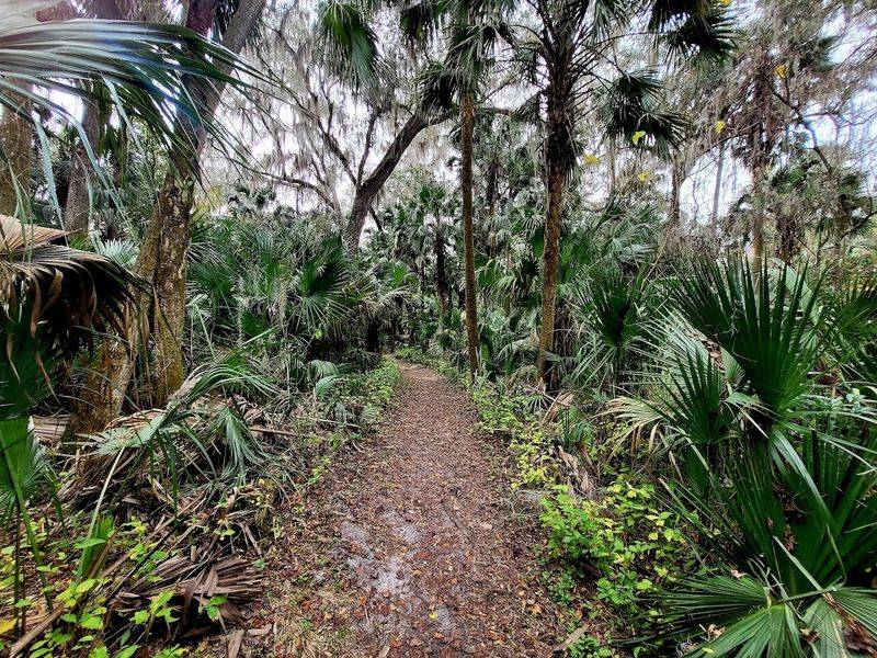 The Jungle Trail: Cypress Trees, Wildness, and Quiet Wonder