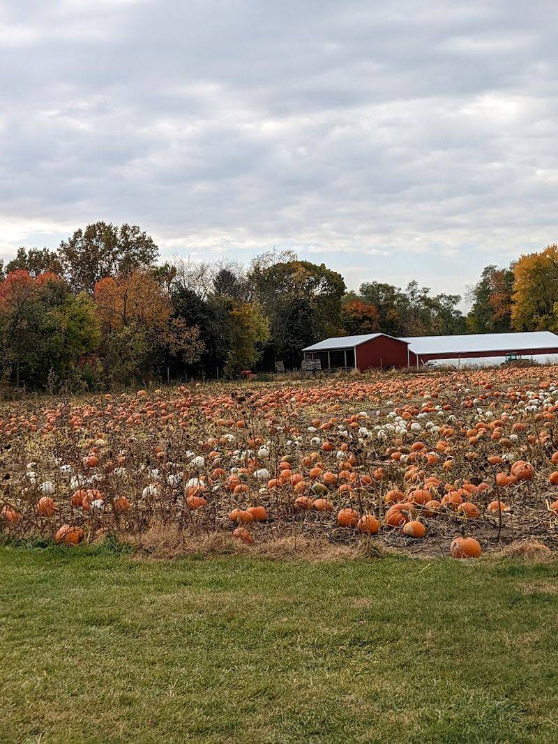 The Corn Maze That Takes Real Strategy