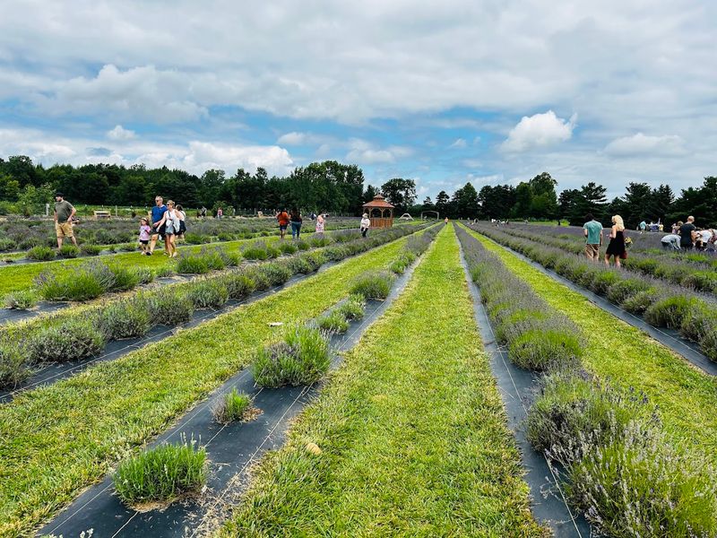 The Lavender Festival That Brings a Different Kind of Beauty