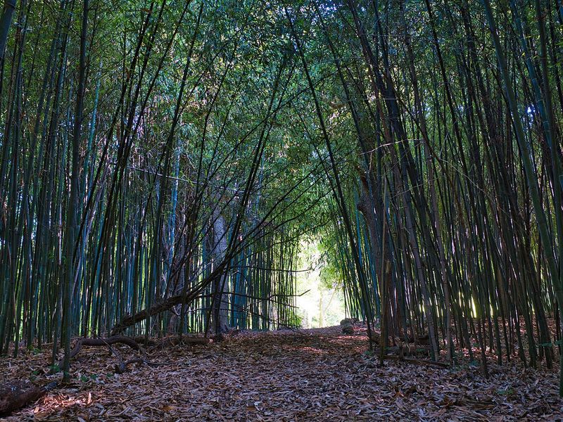 Tick Awareness and Practical Preparation