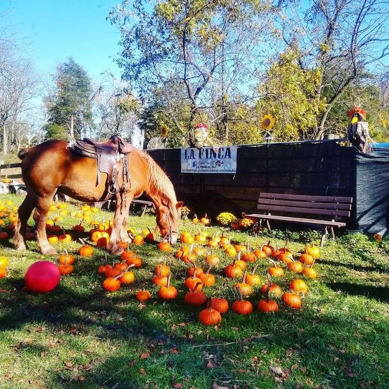 The Horses: Well-Cared-For and Worth Meeting