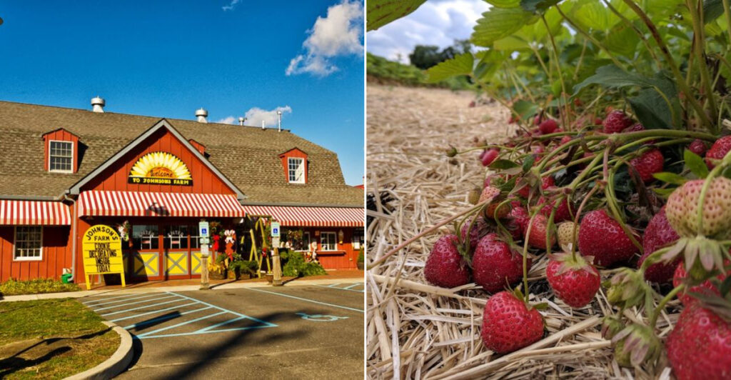 From Strawberries to Sweet Potatoes, This Farm Has a Pick-Your-Own Season for Almost Everything