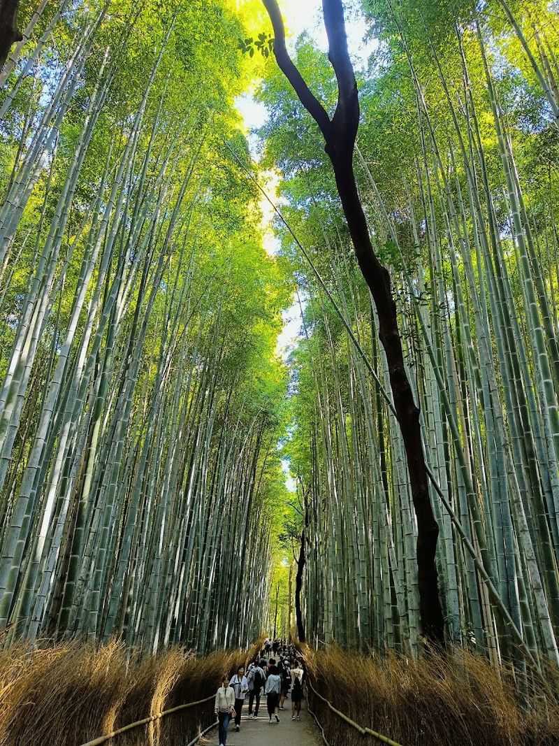 Arashiyama Bamboo Grove (Kyoto)