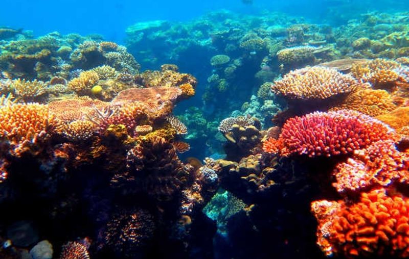 Great Barrier Reef, Australia