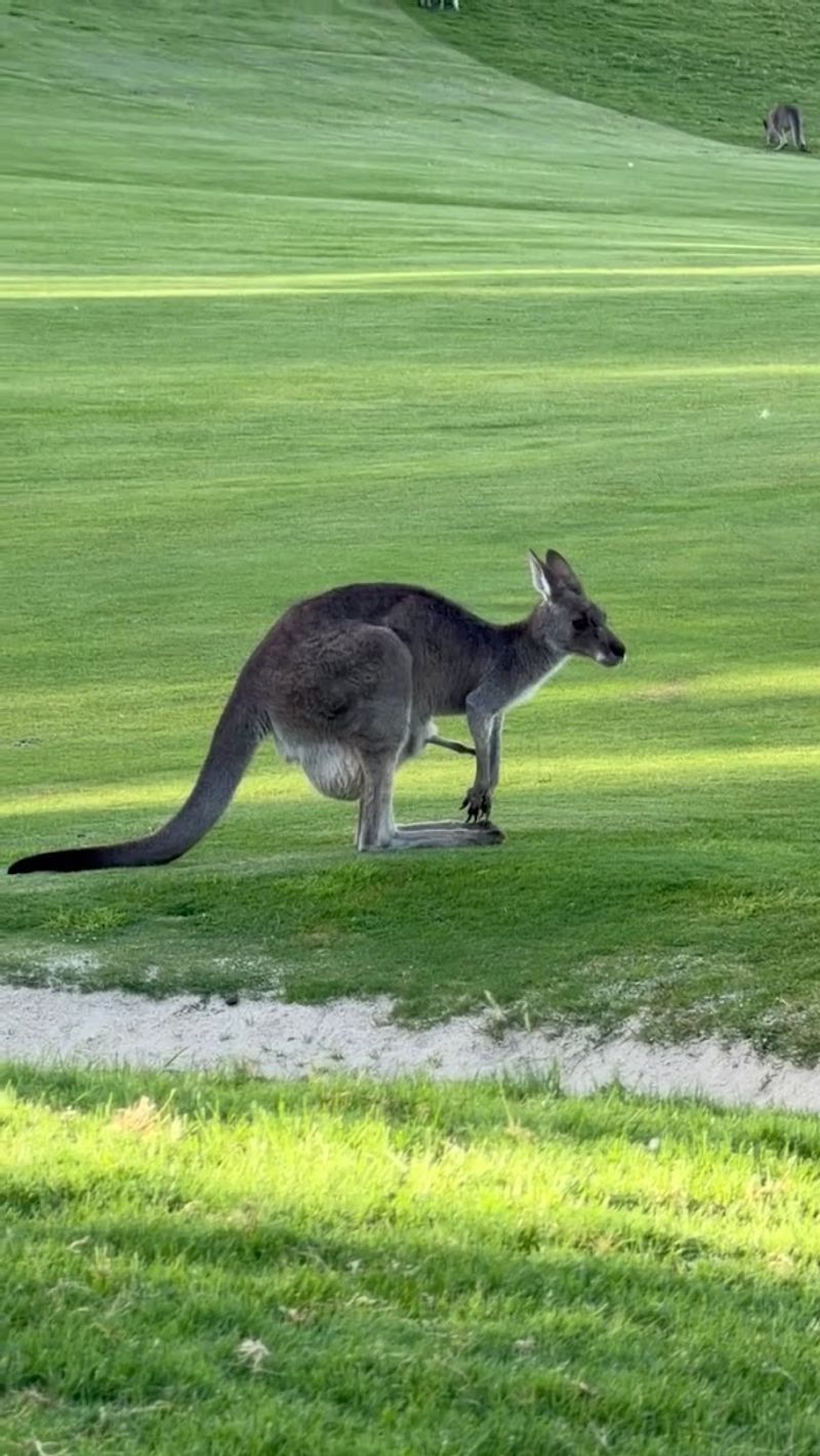 Kangaroo Island, South Australia, Australia