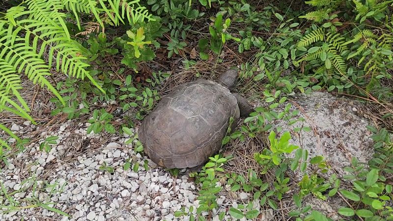 Conservation and the Bigger Picture Behind the Park