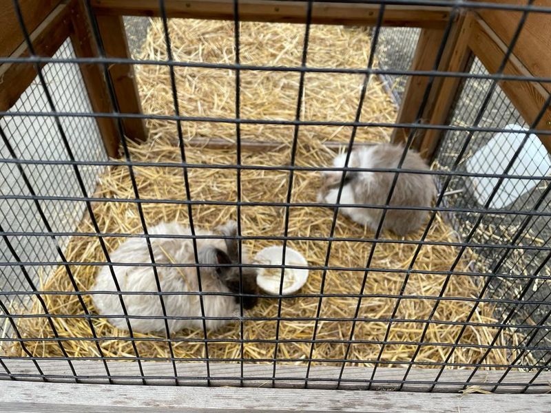 The Petting Zoo and Its Furry Residents