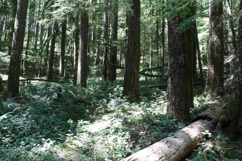 Ancient Trees That Make You Feel Small