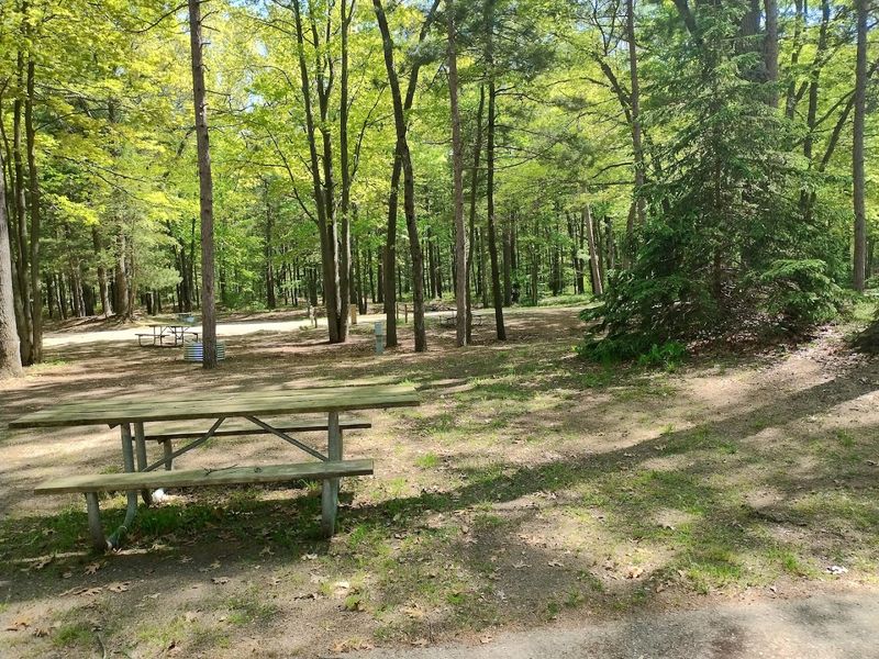 Campsites Tucked Among Tall Trees