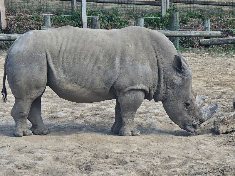 The White Rhino Exhibit: Face to Face With an Endangered Giant