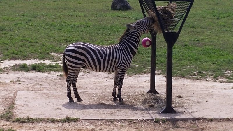 Zebras and Ostriches in the Mix