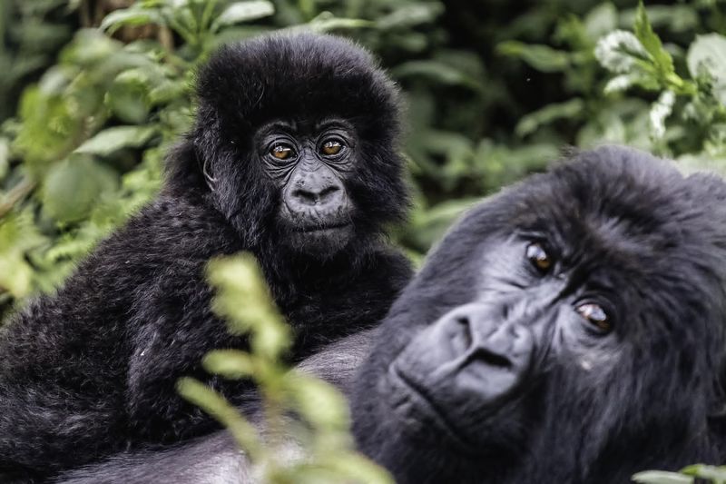 Trek Gorillas in Volcanoes National Park, Rwanda