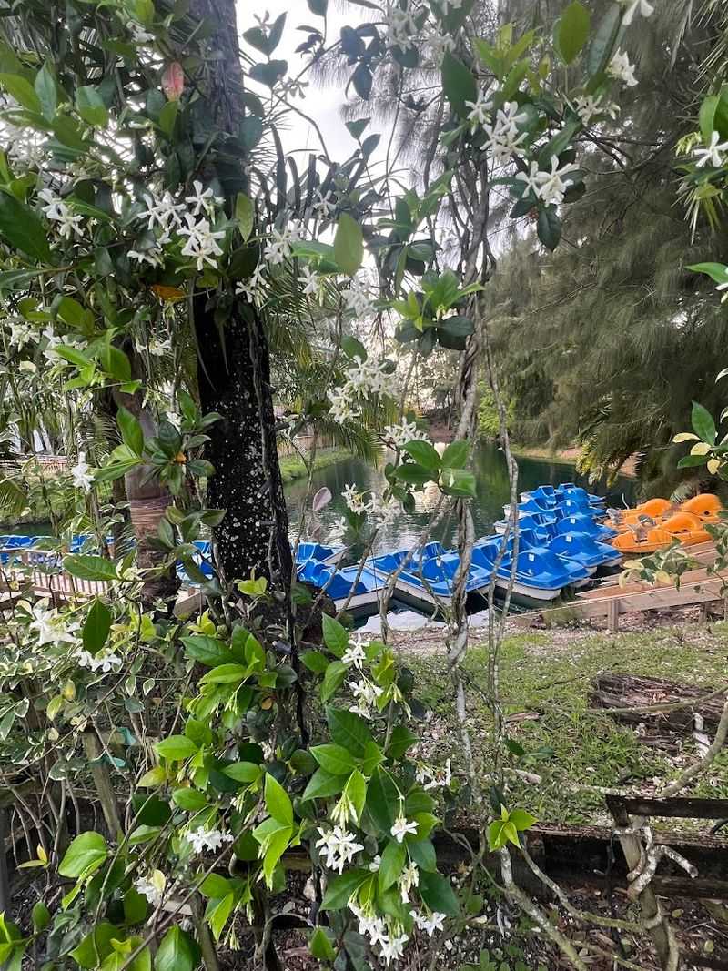 Pedal Boats on the Farm Lake