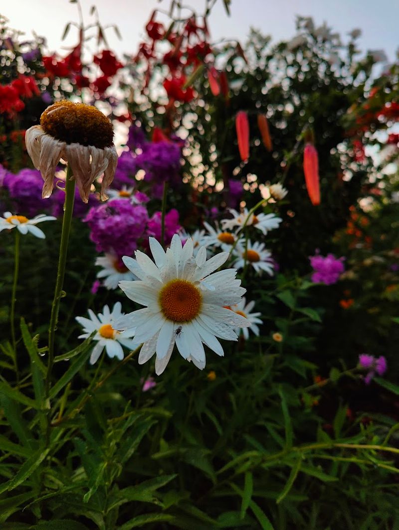 A Butterfly Waystation Hidden in Plain Sight