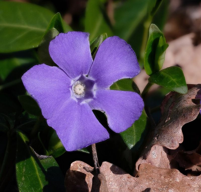 Vinca (Periwinkle) – One of the best flowers for Florida's intense heat