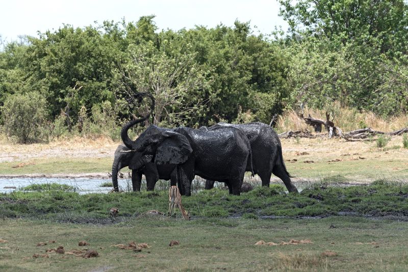 Okavango Delta, Botswana