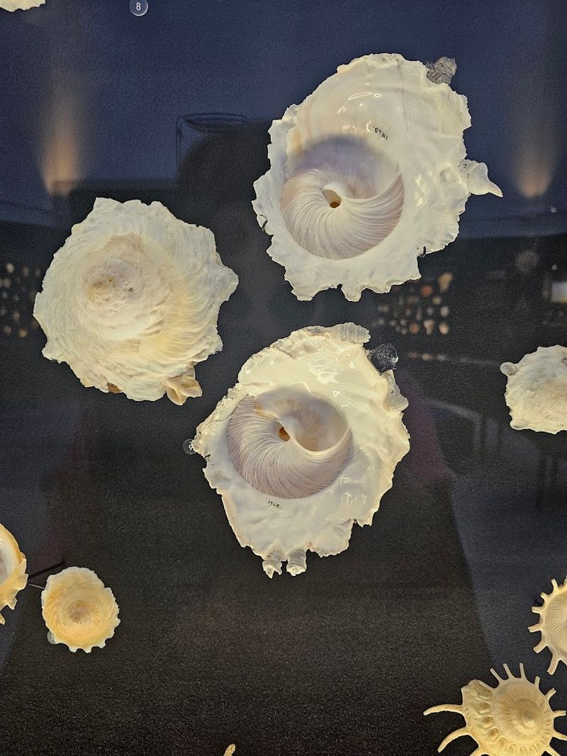 The Cuban Polymita Display: A Small Exhibit with a Big Story