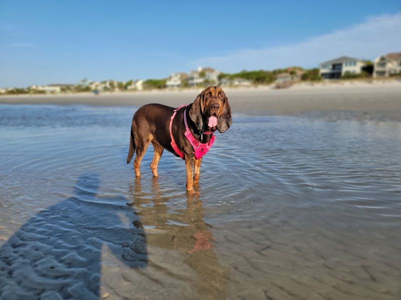 Hilton Head Island, South Carolina – Upscale resorts, golf, and pristine coastline