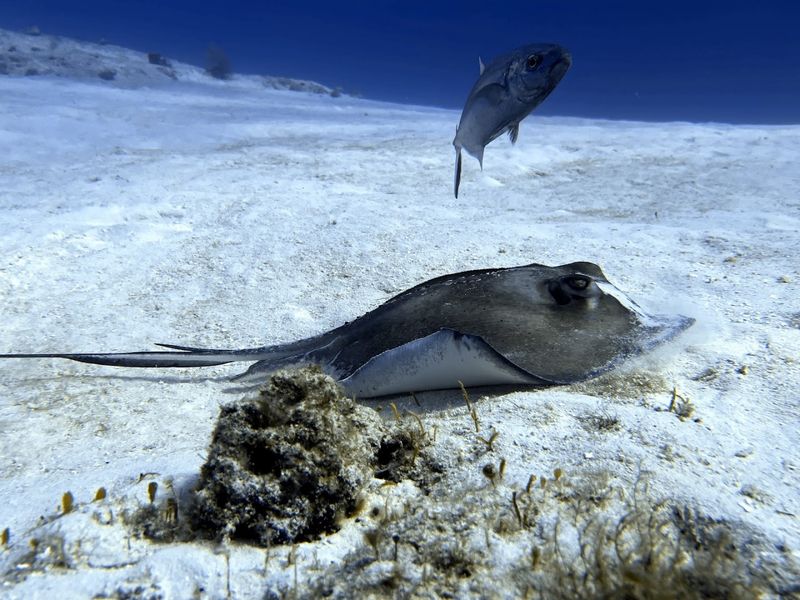 World-Class Snorkeling and Diving