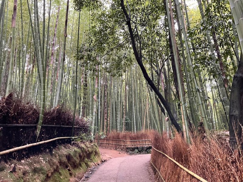 Arashiyama Bamboo Grove (Early Morning), Japan – Silent Escape