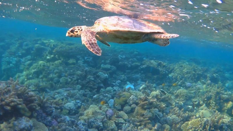 Red Sea Reefs – Egypt