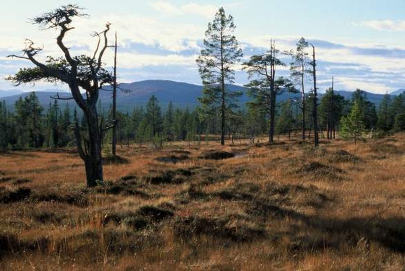 Femundsmarka near Røros