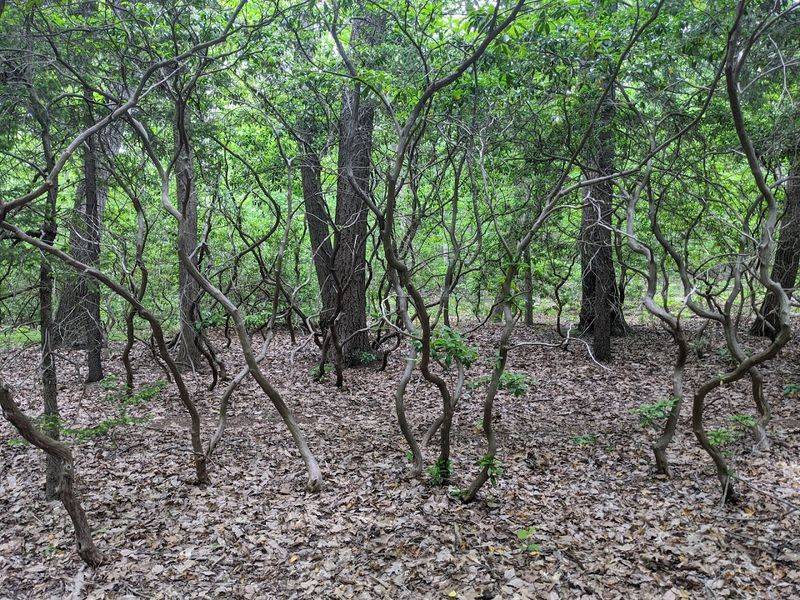Huber Woods Park, Locust