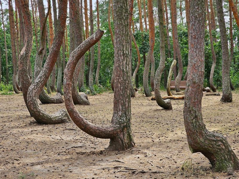 The Crooked Forest, Poland