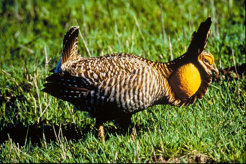 Attwater's Prairie Chicken (Tympanuchus cupido attwateri)