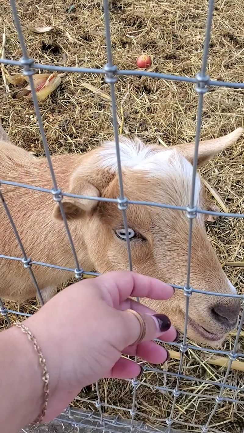 Petting Area and Animal Encounters