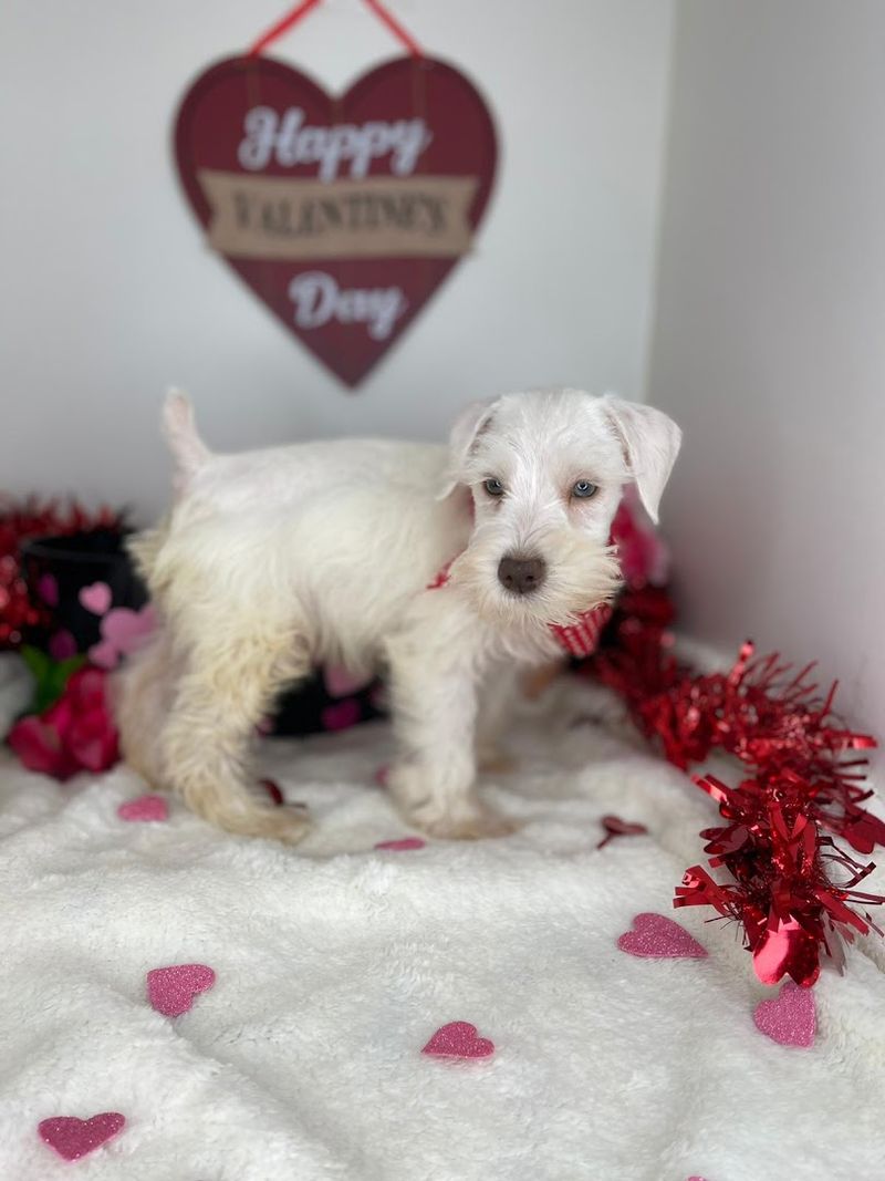 No Pressure, Just Puppies