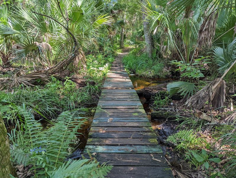 Camping Under the Florida Stars