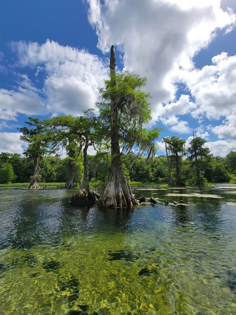 Swimming in One of Florida's Clearest Springs