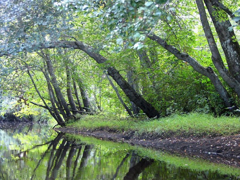 Paddling the Cedar Waters