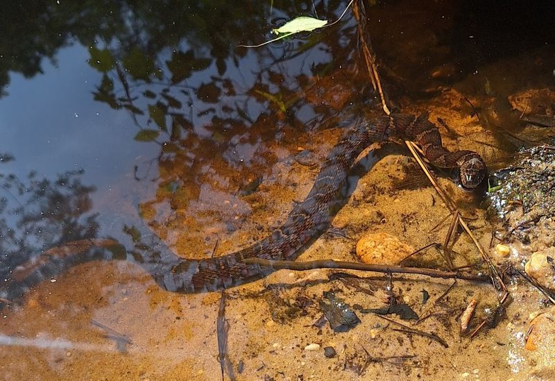 Wildlife That Calls the WMA Home