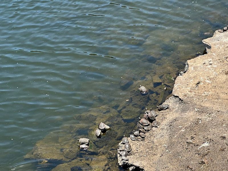 Wildlife Along the River and Canal