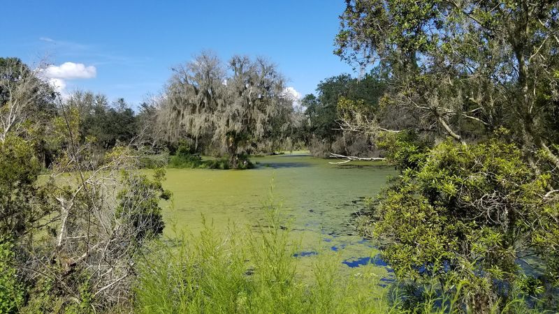 Birding in Lithia: A Quiet Obsession With Big Rewards