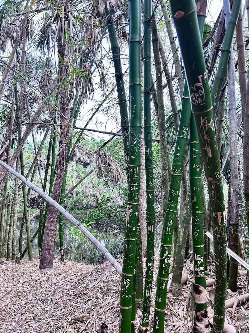 Bamboo Groves That Stop You in Your Tracks