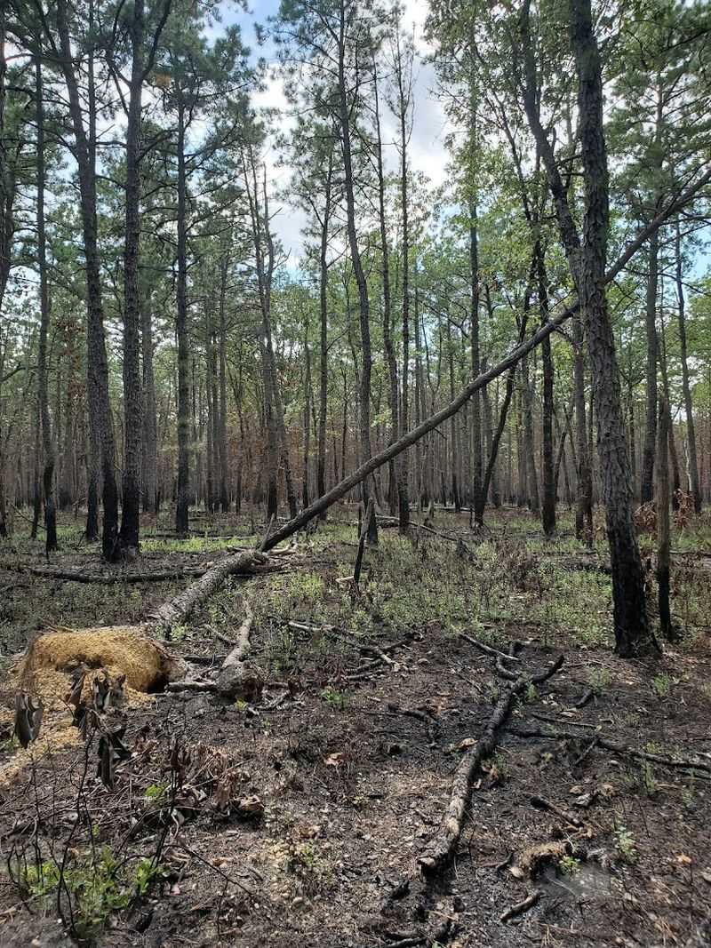 The Pine Barrens, New Jersey