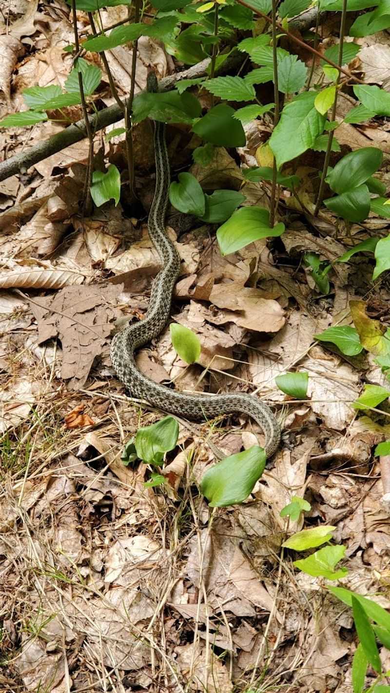 Wildlife Along The Trail