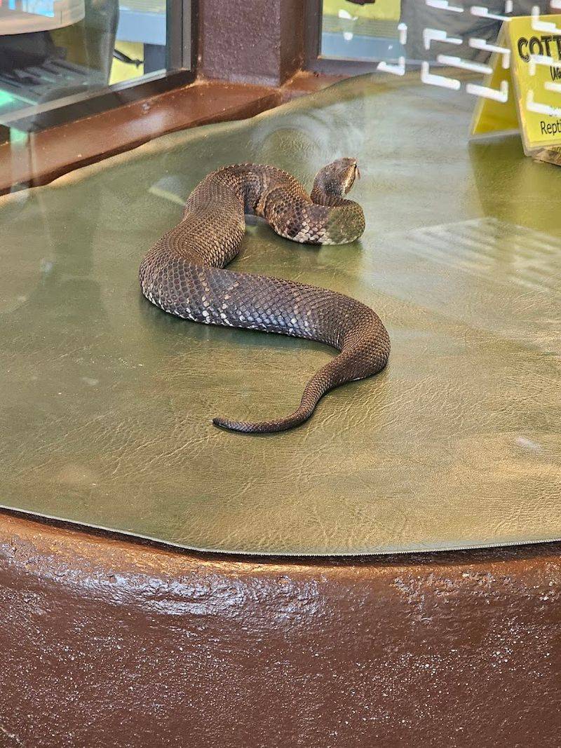 The Rare and the Exotic: Black Mambas and Beyond