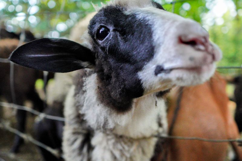 Farm-Fresh Eggs That Change Your Breakfast Game