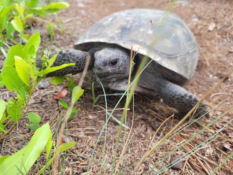 Apalachicola National Forest