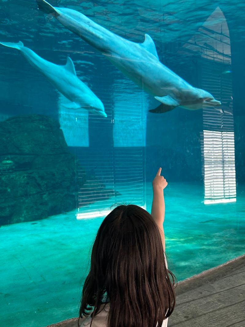 The Dolphin Presentation Worth Catching