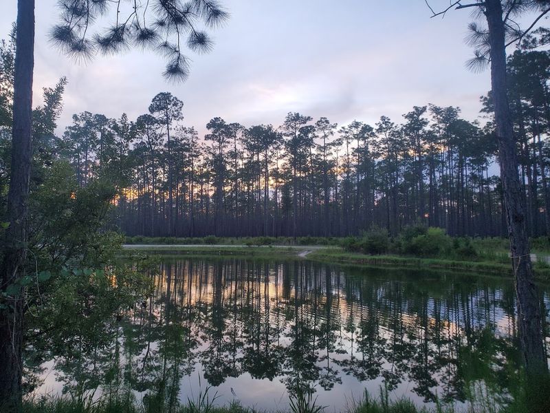 Wildlife You Might Actually See